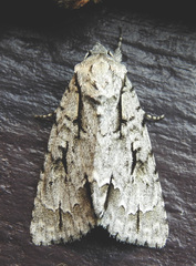 Acronicta lobeliae