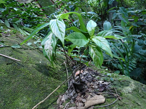 Image of Mussaenda parviflora by (c) W Rao, some rights reserved (CC BY)