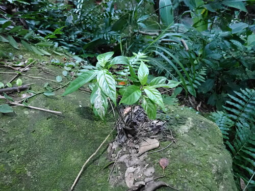 Image of Mussaenda parviflora by (c) W Rao, some rights reserved (CC BY)