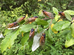 Magicicada cassinii