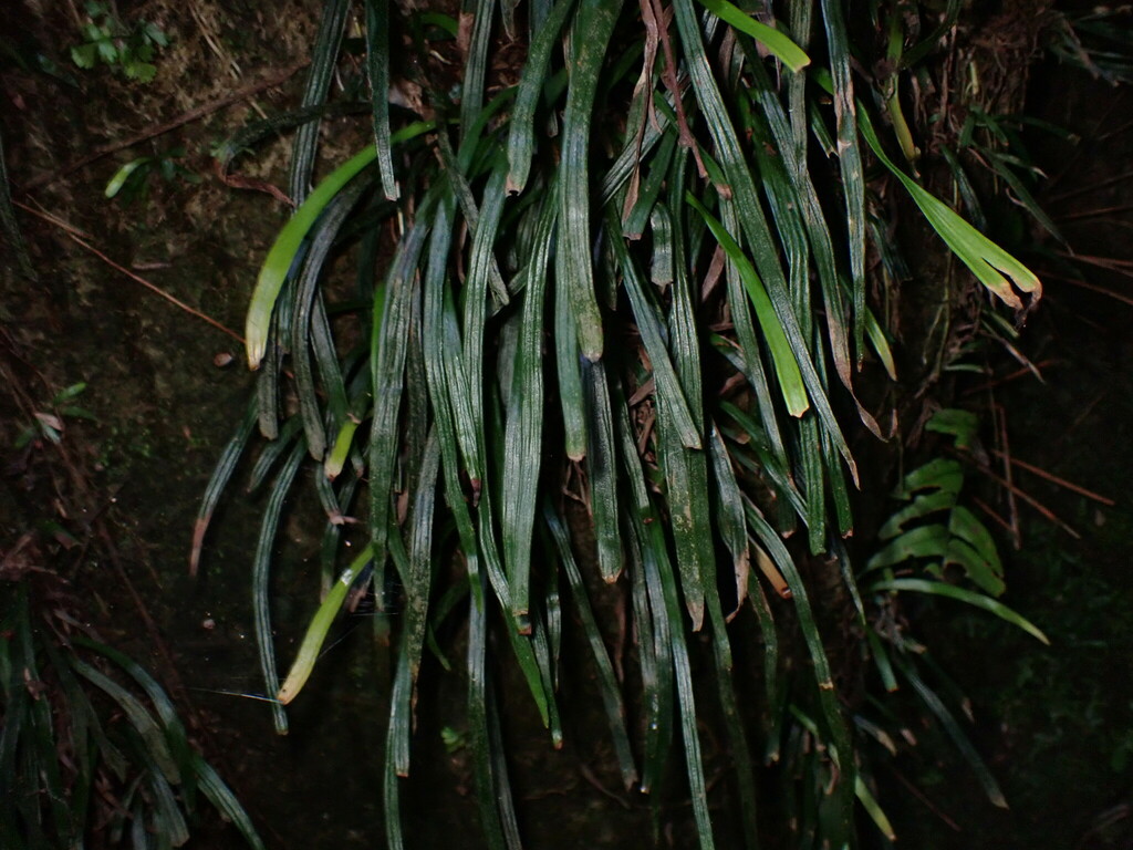 Haplopteris anguste-elongata