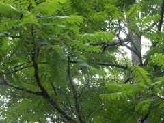 Ailanthus altissima tanakai