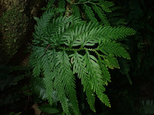 Image of Selaginella delicatula by (c) W Rao, some rights reserved (CC BY)
