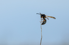 Tropidodynerus interruptus