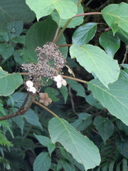 Hydrangea aspera
