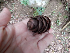 Pseudotsuga wilsoniana