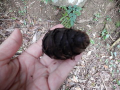 Pseudotsuga wilsoniana