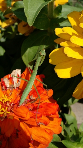 Mantidae