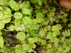 Trigonotis formosana elevatovenosa