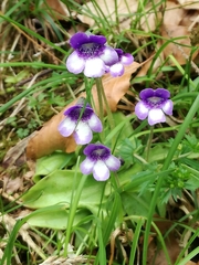 Pinguicula leptoceras