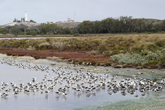 Cladorhynchus leucocephalus