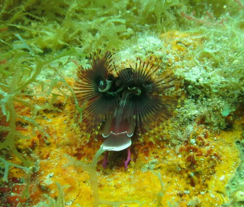 Christmas tree worm