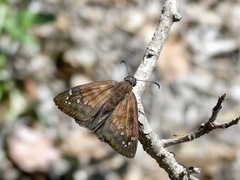 Ephyriades brunnea