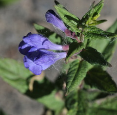 Scutellaria yezoensis