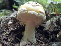 Amanita junquillea