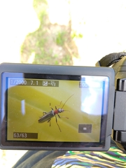 Oedemera croceicollis