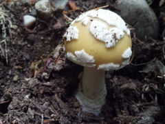 Amanita junquillea