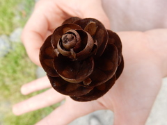 Pseudotsuga wilsoniana