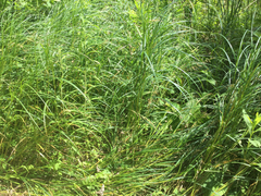 Carex trichocarpa