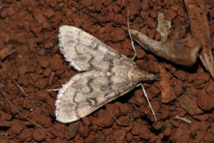 Dolicharthria bruguieralis