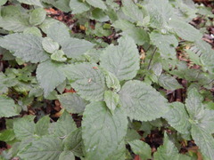 Strobilanthes rankanensis