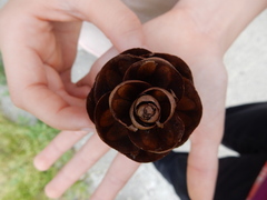 Pseudotsuga wilsoniana