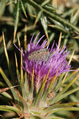 Pseudophilotes vicrama