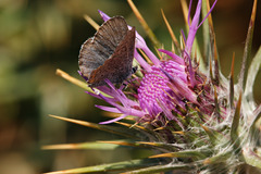 Pseudophilotes vicrama