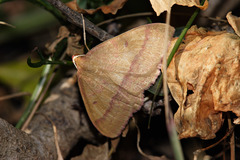 Rhodostrophia cretacaria