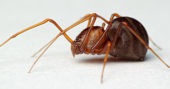 Brown Spitting Spider