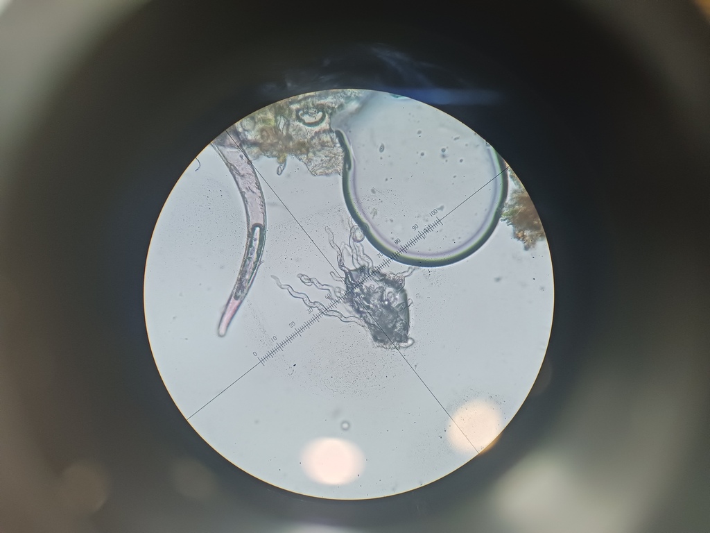 Diplocarpon alpestre