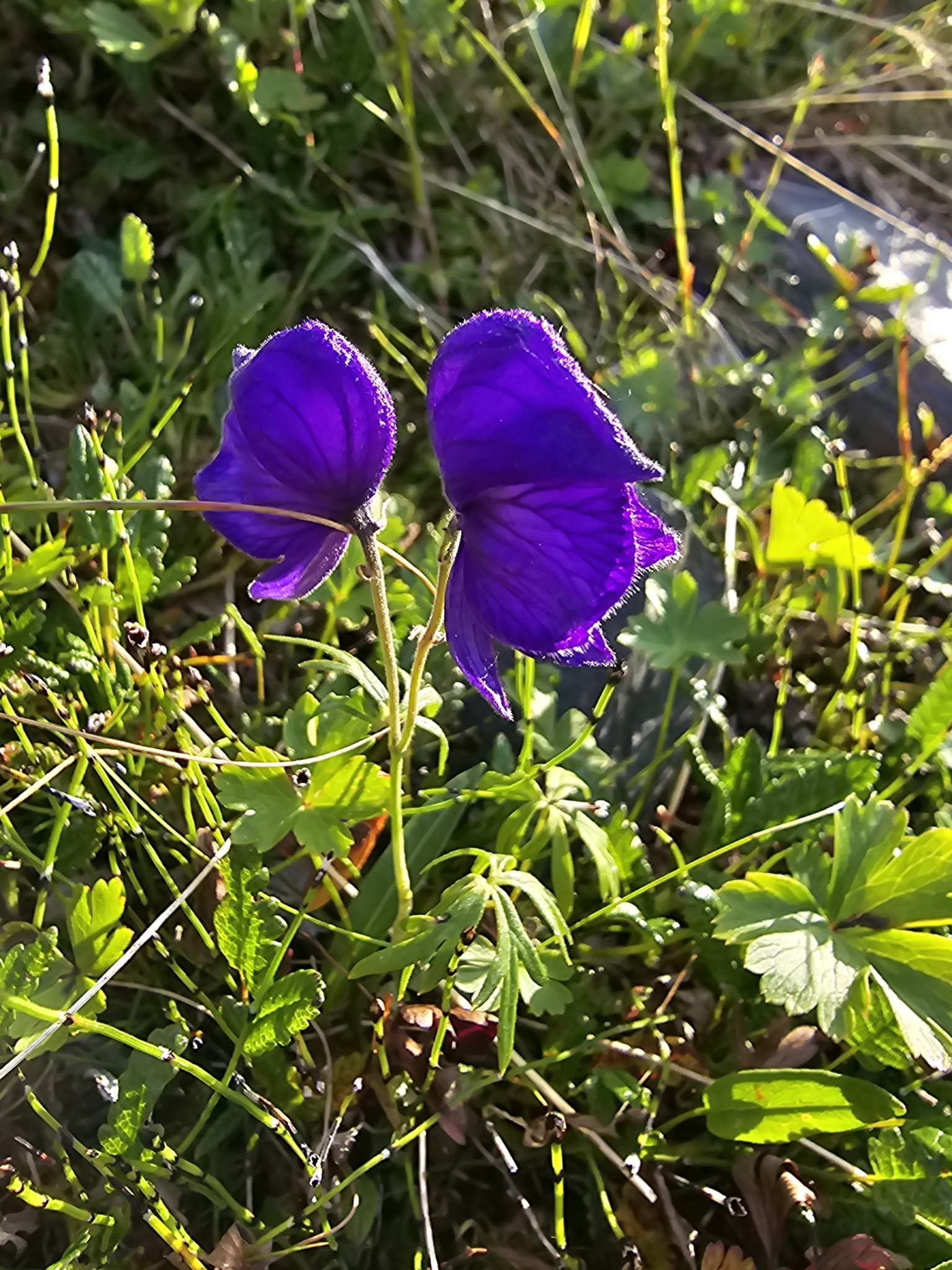 Larkspurleaf monkshood