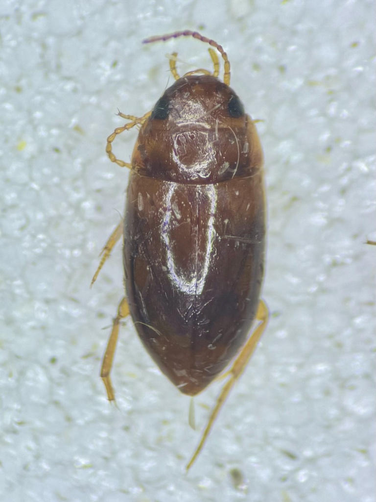 Hydrodytinae