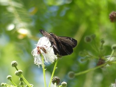 Ephyriades brunnea