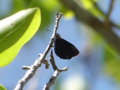 Ephyriades brunnea