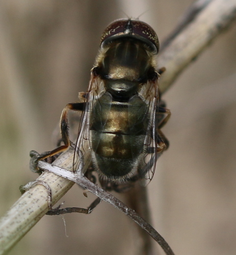 Common Lagoon Fly