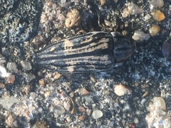 Buprestis consularis