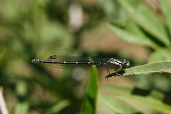 Coenagrion intermedium
