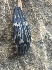 Buprestis consularis