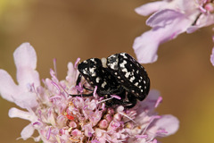 Oxythyrea