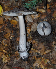 Amanita constricta image