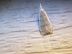 Dichomeris punctidiscellus