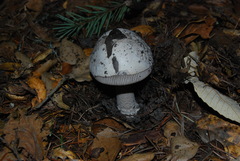 Amanita constricta image