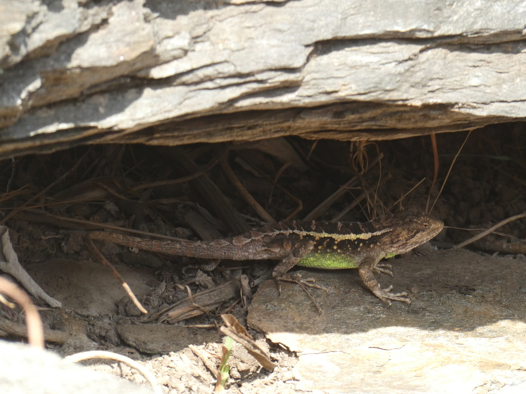 Yulong Mountain Agama