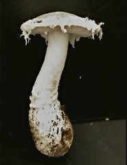 Amanita smithiana image