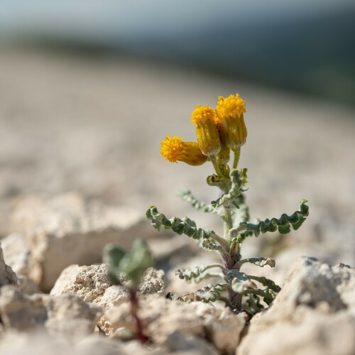 Musinea ragwort (Senecio musiniensis)