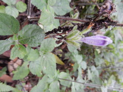 Strobilanthes rankanensis