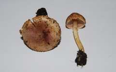 Agaricus diminutivus image