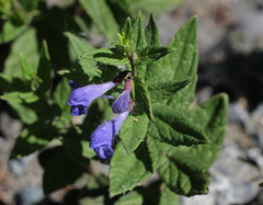 Scutellaria yezoensis