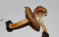 Agaricus diminutivus image